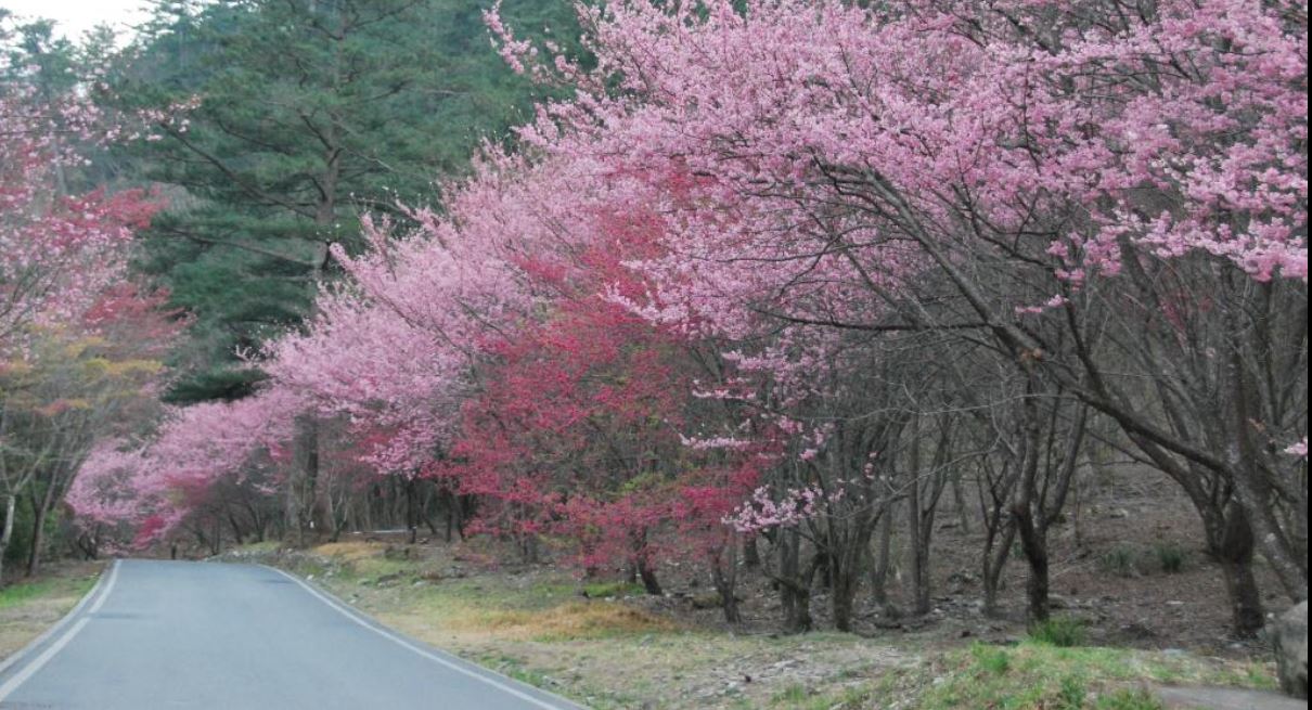 wuling farm cherry blossom