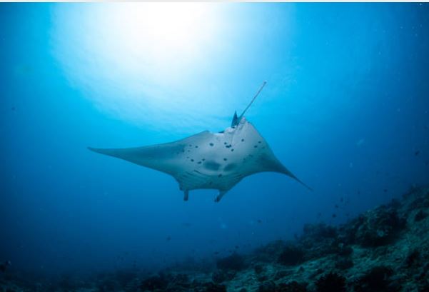 manta rays 