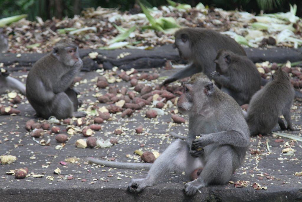 Sacred Monkey Forest Ubud